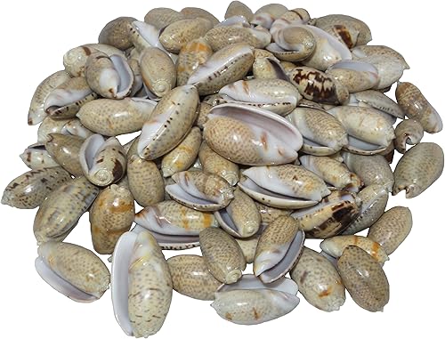 Miniatura 2 de U.S. Shell Conchas de oliva para decoración del hogar