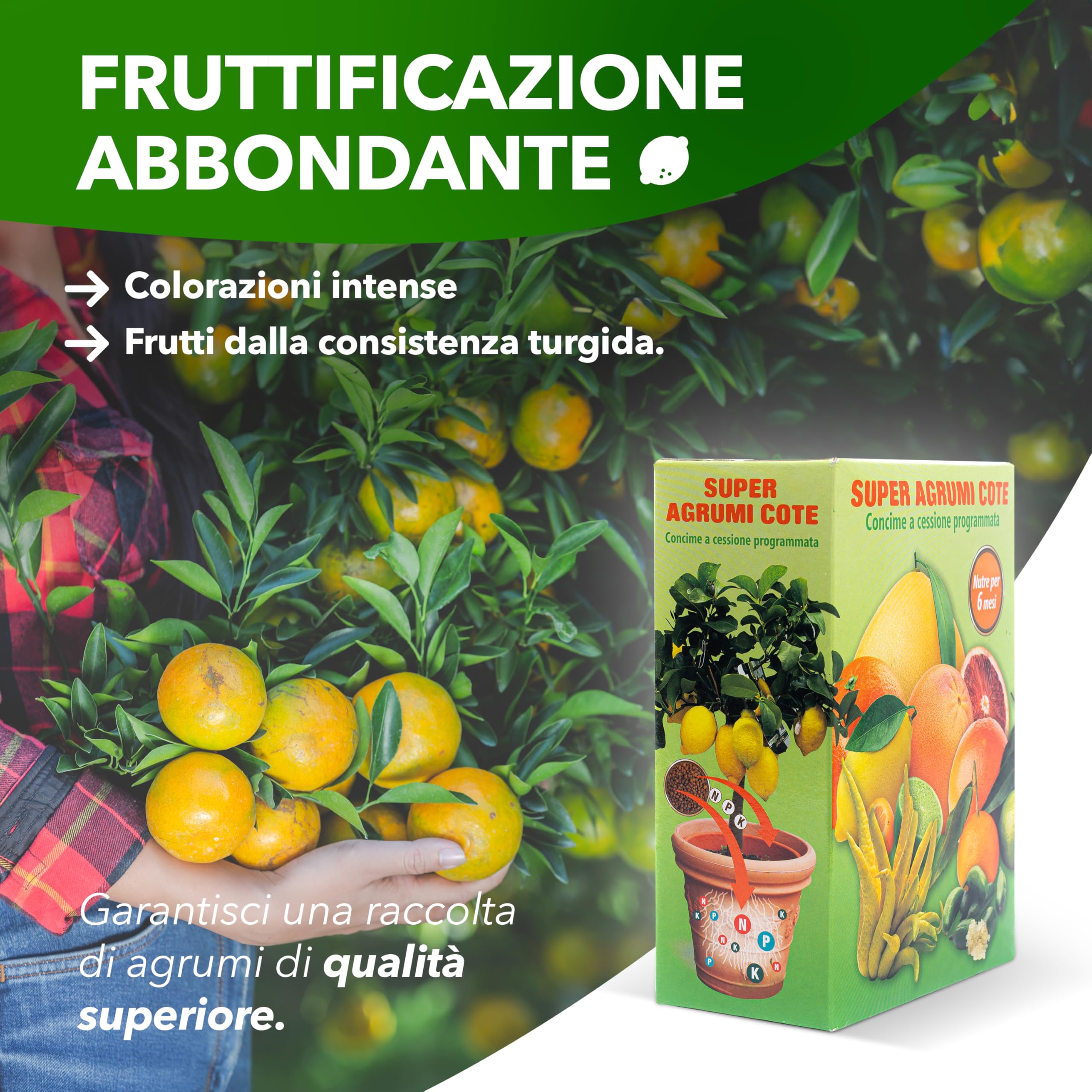 SAVINI VIVAI Engrais agrumes Super Cote, engrais pour toutes plantes à production abondante, comme les citrons, mandarines, oranges en pot et entièrement moulues SUPER COTE AGRUMI 500 GR