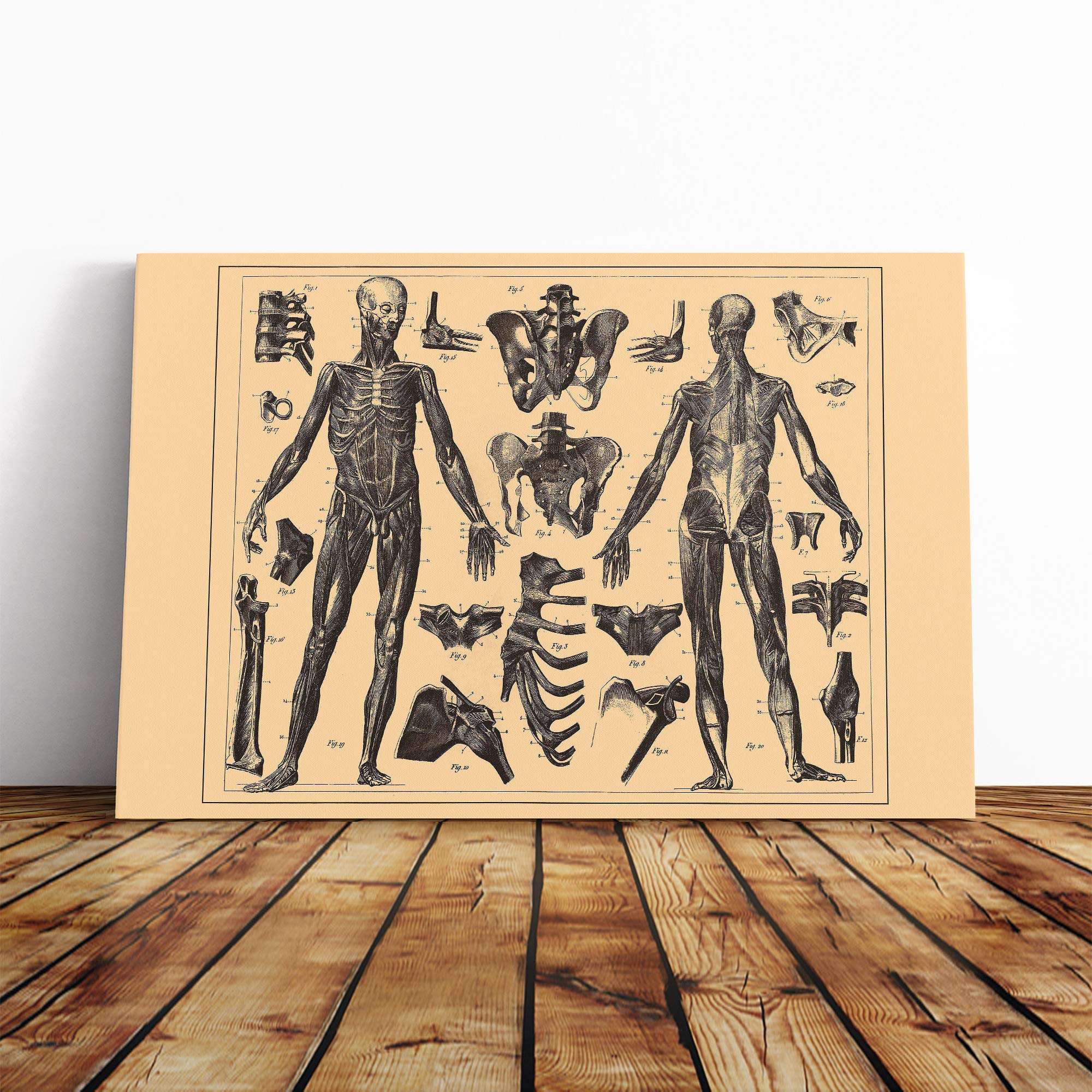 Encyclopedia Human Biology Skeleton (1) Canvas Print | Gallery Wrapped 30mm Frame Wall Art | 24x16 inches | Ready to Hang | Modern Picture | Living Room Bedroom Lounge Office