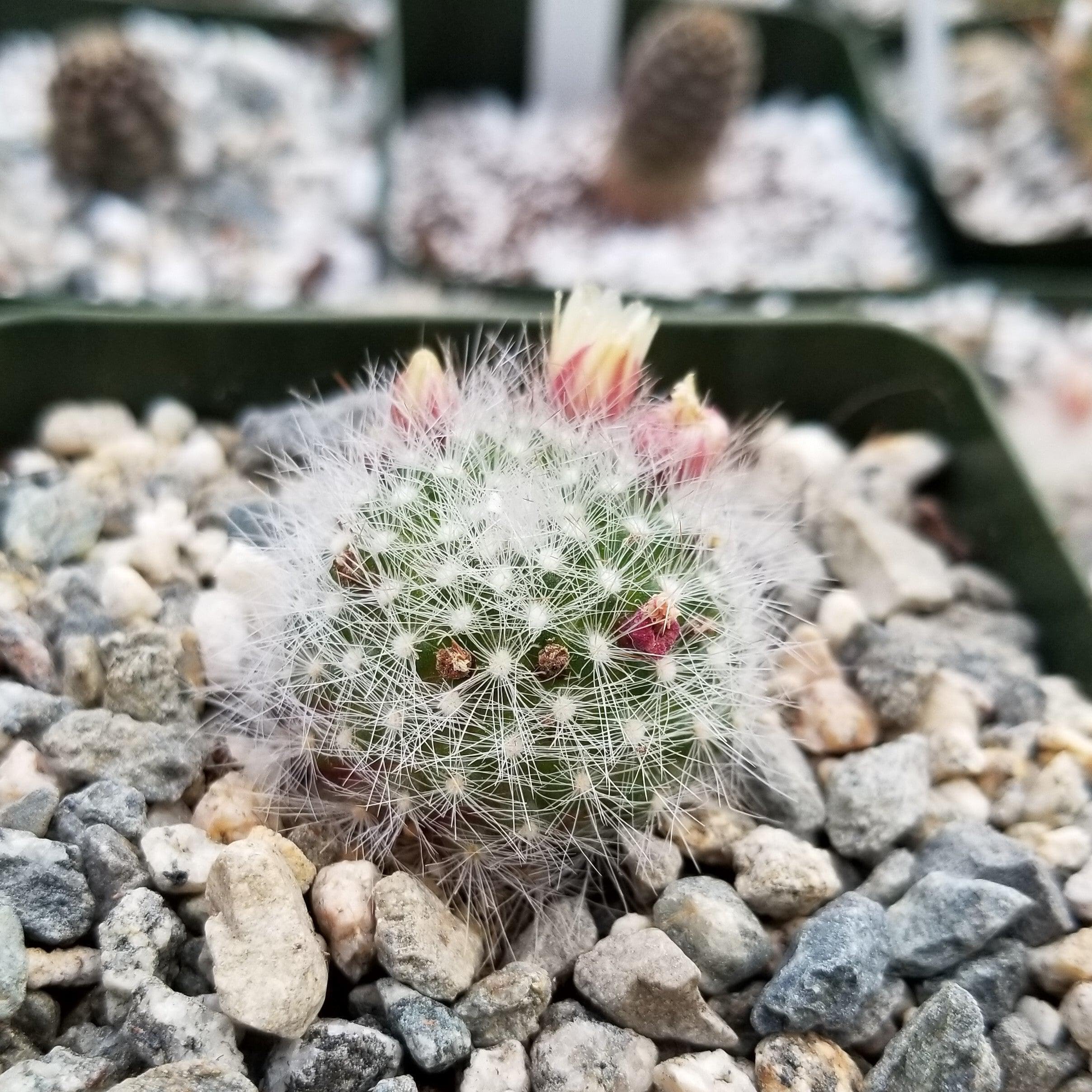 Amazon.com : Mammillaria Schwarzii Cacti Cactus Succulent Real Live Plant :  Patio, Lawn & Garden