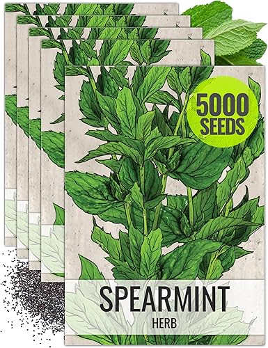 Miniatura 8 de Seed Needs Hierba de menta verde Mentha spicata Twin Pack de 1000 semillas cada una sin OGM