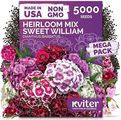 KVITER 5000 semillas mix de Clavel del poeta para plantar (Dianthus barbatus)  Semilla orgánica y de herencia, flores con aroma a clavo, tolerantes