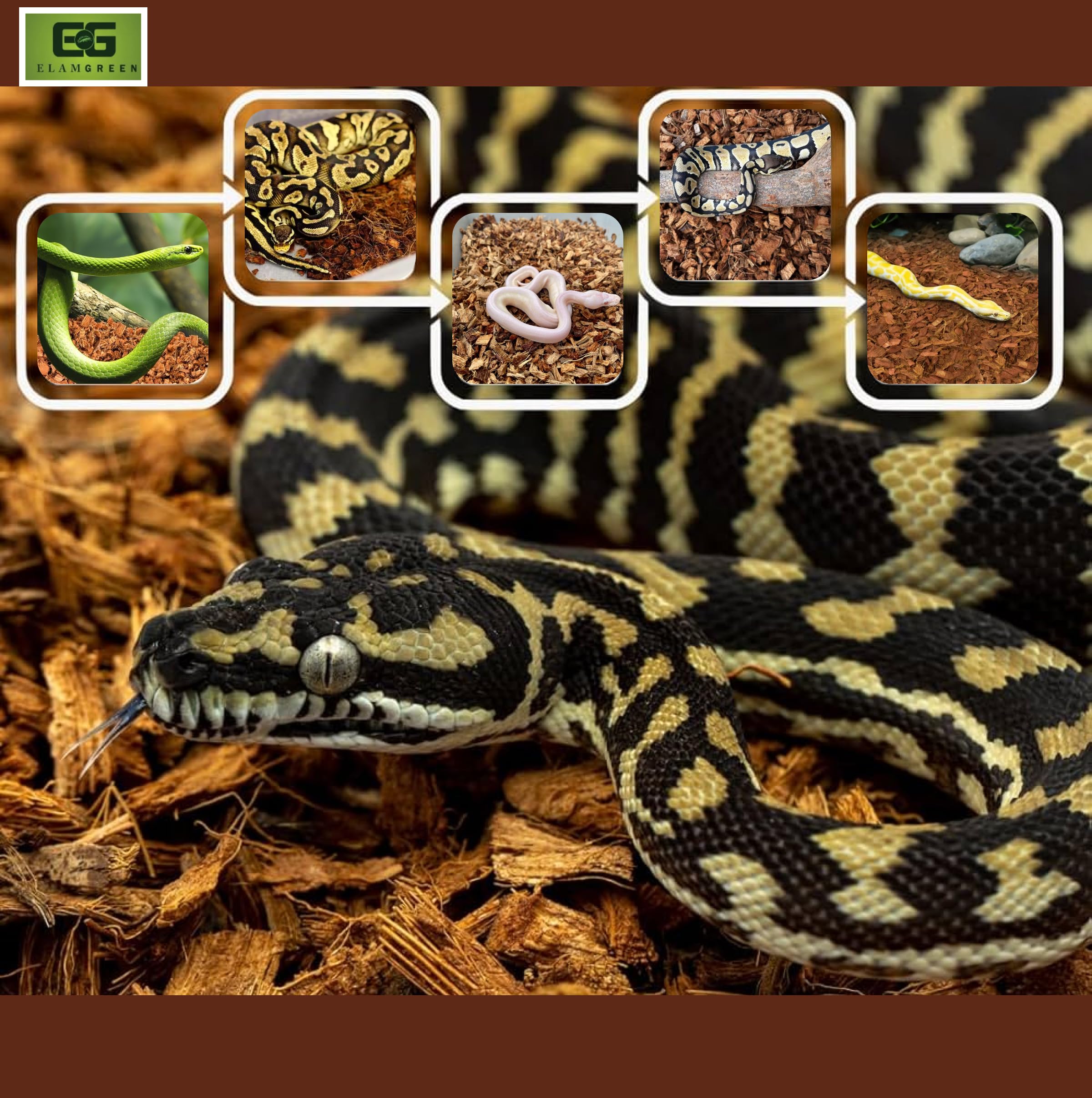 Elamgreen Coco Husk Block | Natural Bedding for Snakes, Reptiles & Small Pets (4.5kg) 2