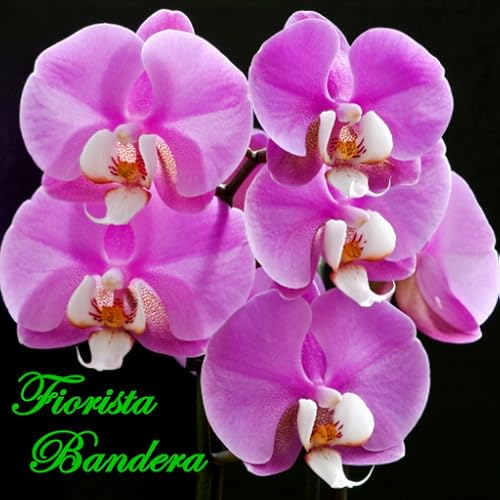 Shop Fiori - Fiorista Bandera - //medicalbooks.filipinodoctors.org