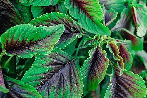 Miniatura 2 de Red Callaloo - Semillas de amaranto  Paquete de 600 semillas de verduras certificadas orgánicas, sin OMG, polinizadas abiertas, sin tratar, para