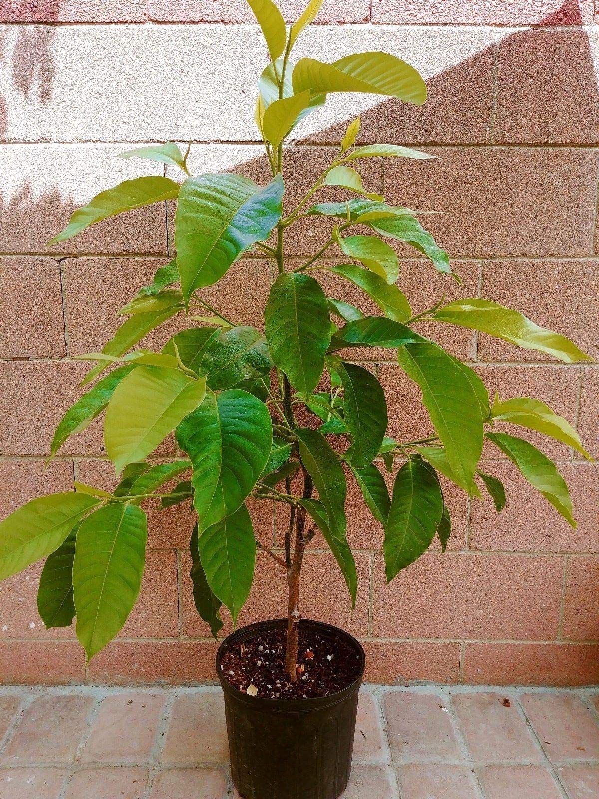 Buy Michelia Alba/Magnolia Champaca Live Plant (White Flowers) Online