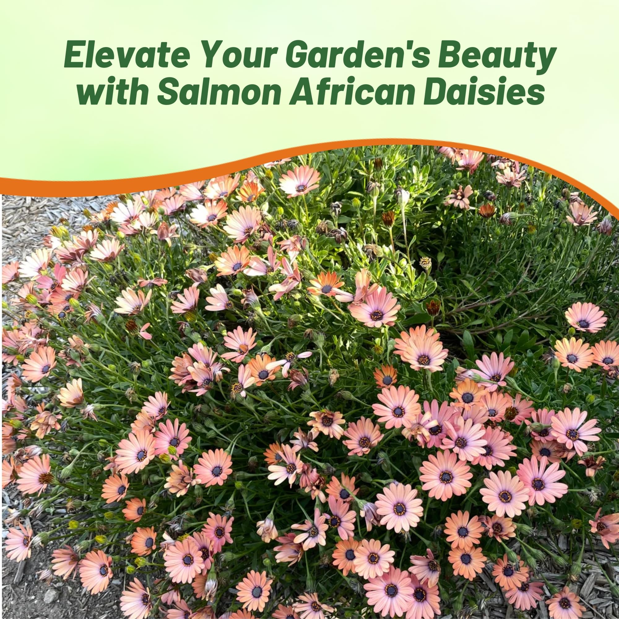 Amazon.com : Outsidepride Salmon African Daisy Seeds - 1000 Pcs