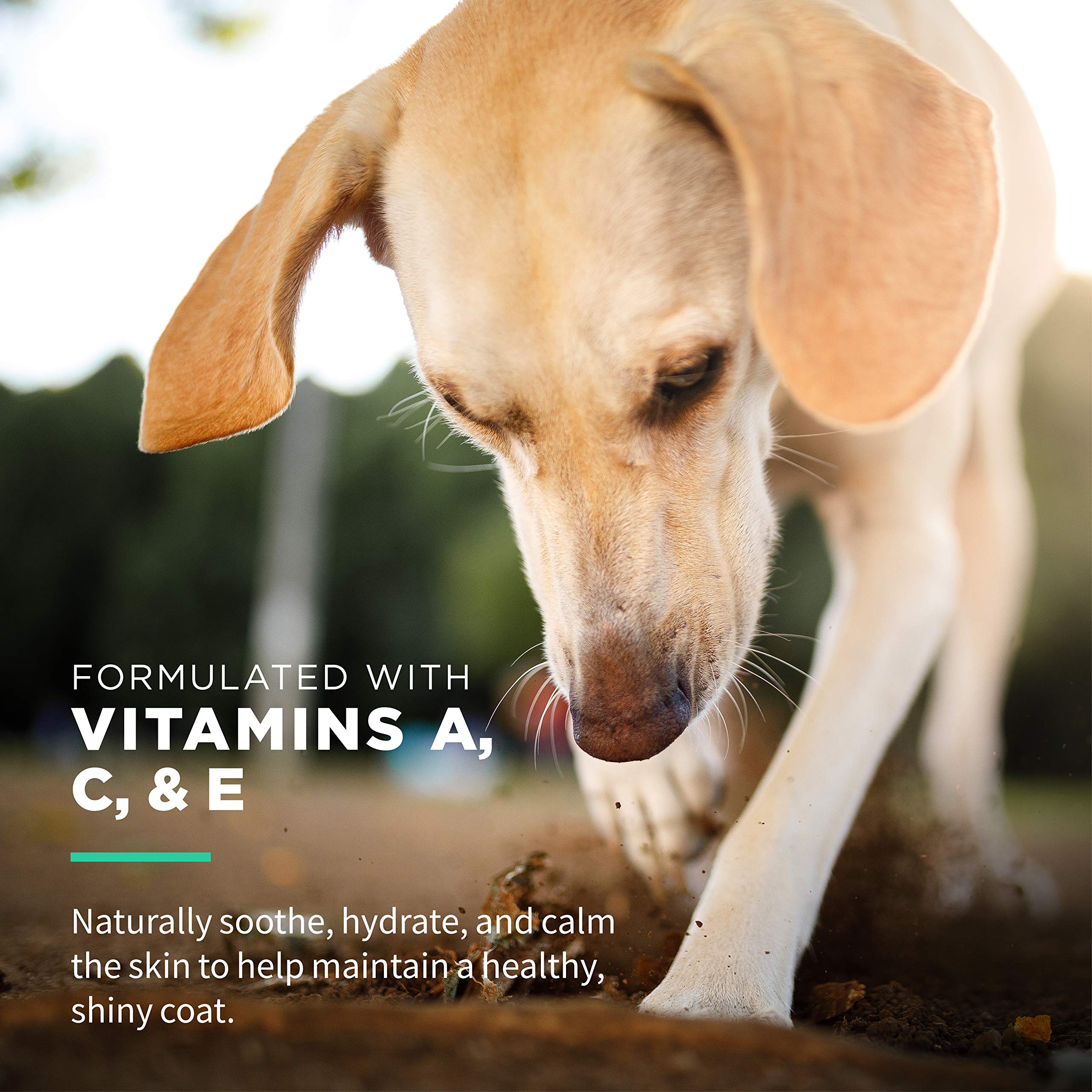 Wet Ones for Pets FF14365PCS12 Lot de 50 lingettes hypoallergéniques multi-usages avec vitamines A, C et E, sans parfum et hypoallergéniques pour tous les chiens