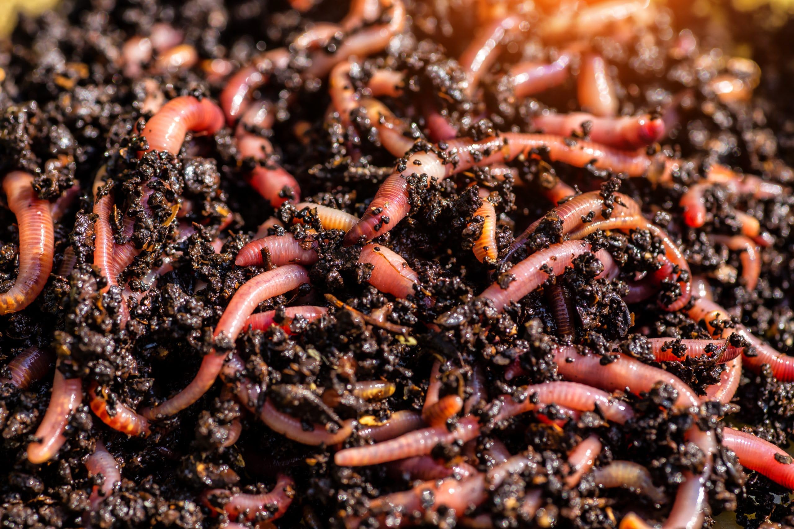 Lombrichi Rossi Californiani Vivi (Eisenia Fetida) 400g - Ideali per Vermicompost, Produzione di Humus e come Esca Viva per la Pesca