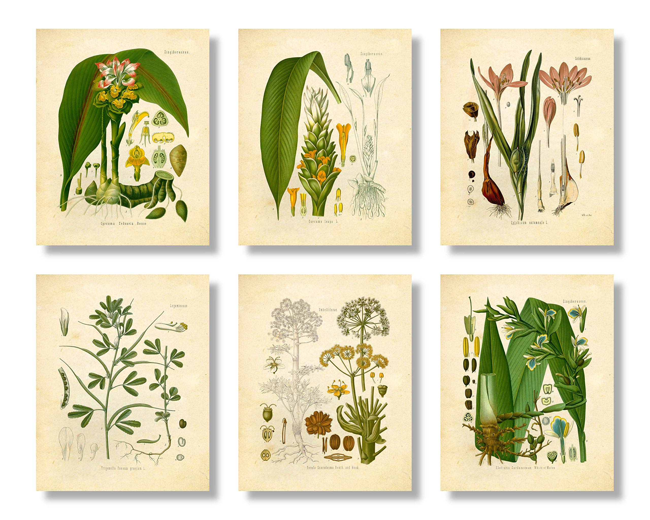 Vintage Botanical Prints | Indian Herbs and Spices | Set of 6 – Ginger, Turmeric, Saffron, Fenugreek, Black Cumin Jeera, Asafoetida | Set of 6 8x10 Unframed