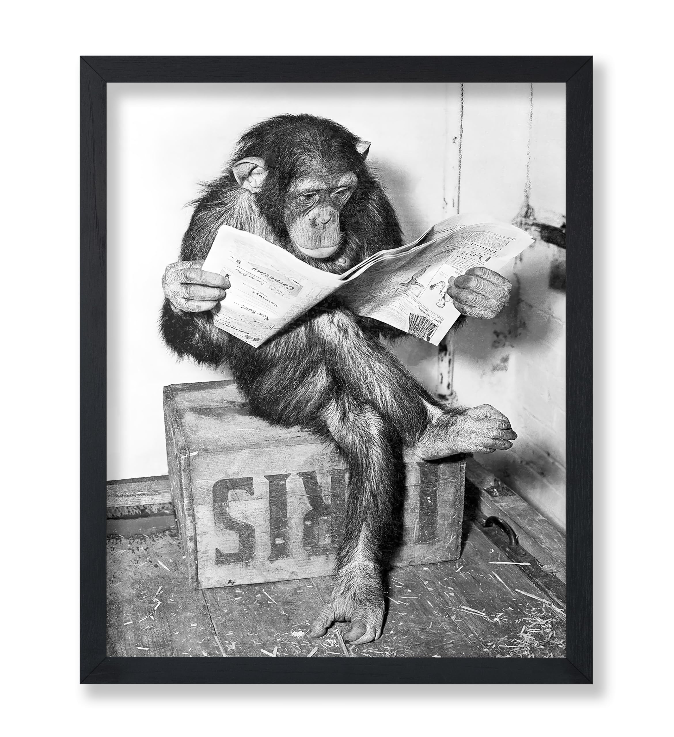 Poster Master Chimpanzee Poster - Monkey Reading Newspaper Print - Monkey Wall Art - Gift for Men, Women & Animal Lover - Funny Wall Decor for Bedroom, Office or Living Room - 8x10 UNFRAMED Wall Art