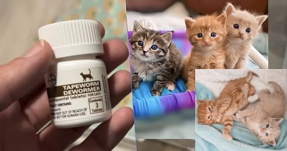 Amazon.com : Elanco Tapeworm Dewormer (praziquantel tablets ...