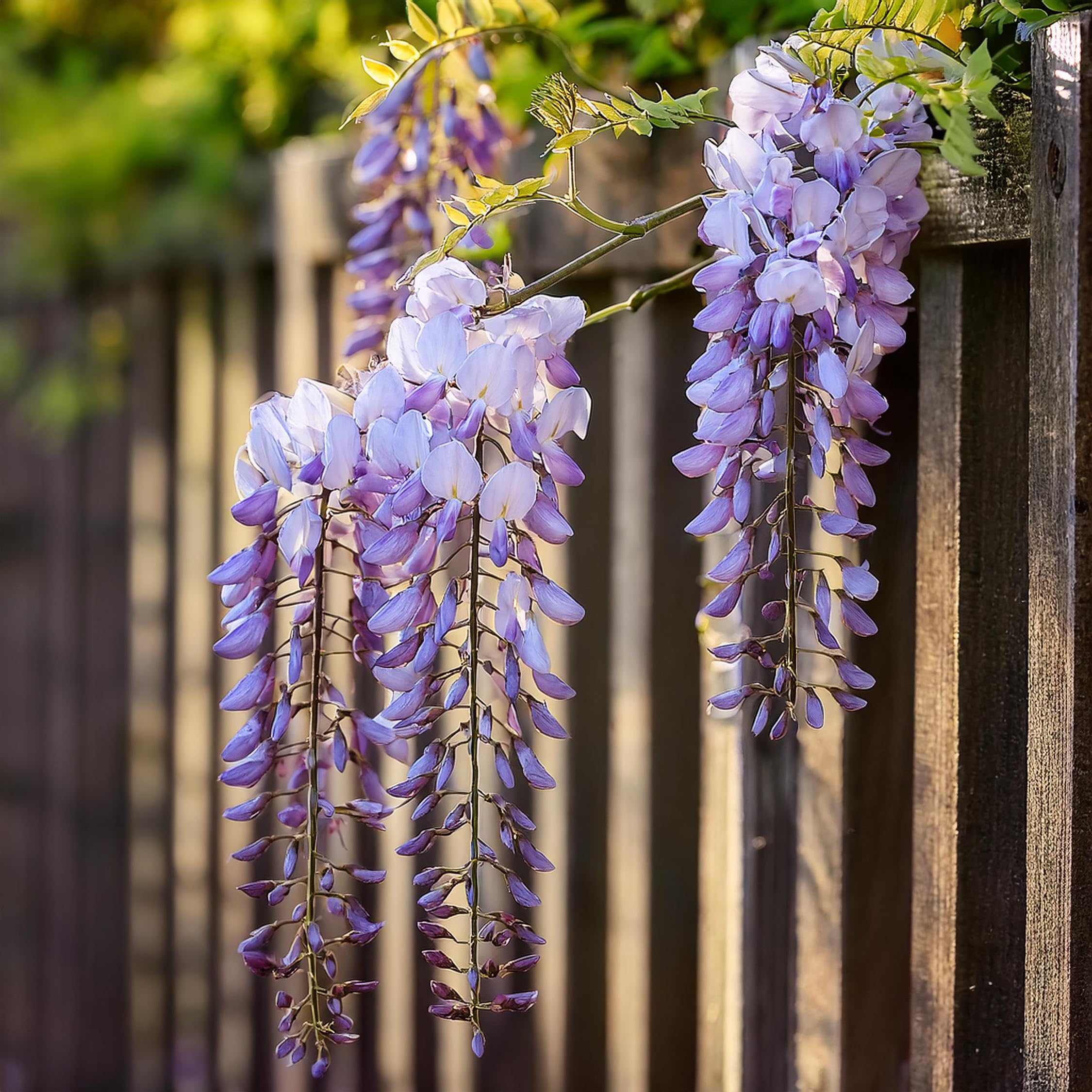 Plant in a Box - Wisteria sinensis - Wisteria glycine - Set de 3 - Pot 9cm - Hauteur 25-40cm