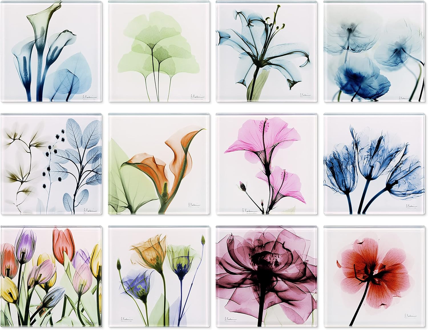 Empire Art Direct 12 PCS Coasters for Drinks, Cup Coaster for Tabletop Protection, Tea Set, Flower Coasters, Glass Floral Coaster Sets with Cork Bottom, Designed by Albert Koetsier, B2