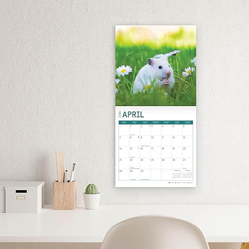 Miniatura 7 de Bright Day - Calendario mensual de pared de hámsters 2024, 12 x 12 pulgadas, bonito regalo de fotografía de naturaleza