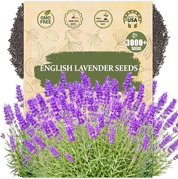English Lavender Seeds for Planting Lavandula angustifolia - 3000+ Heirloom, Non GMO - Fragrant Purple Flower Seeds for Garden Beds, Borders, Pots & Bouquets