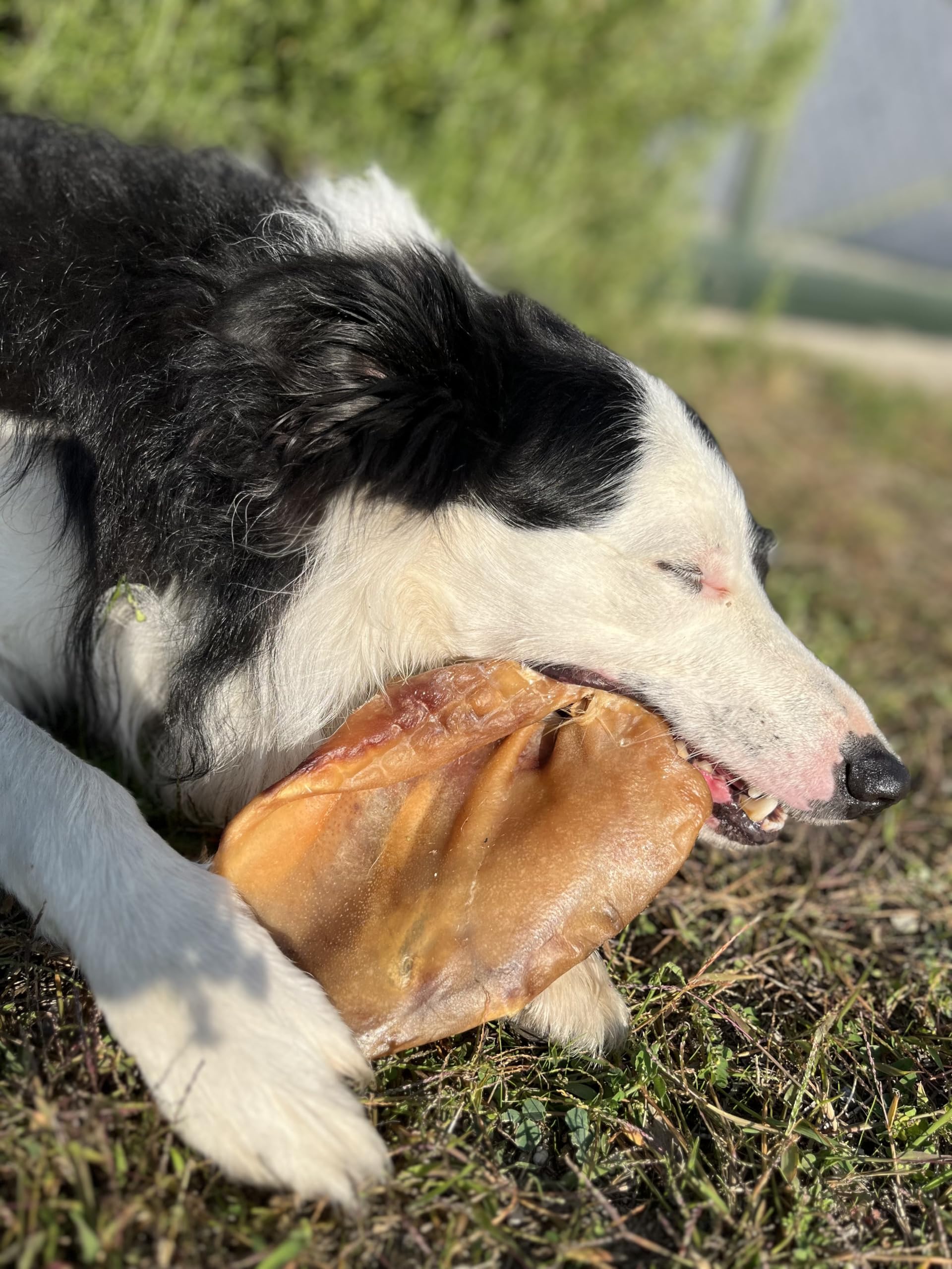 Sam Snack Orecchie di Maiale XL masticativi premium per cani 100% Naturali 3 PZ