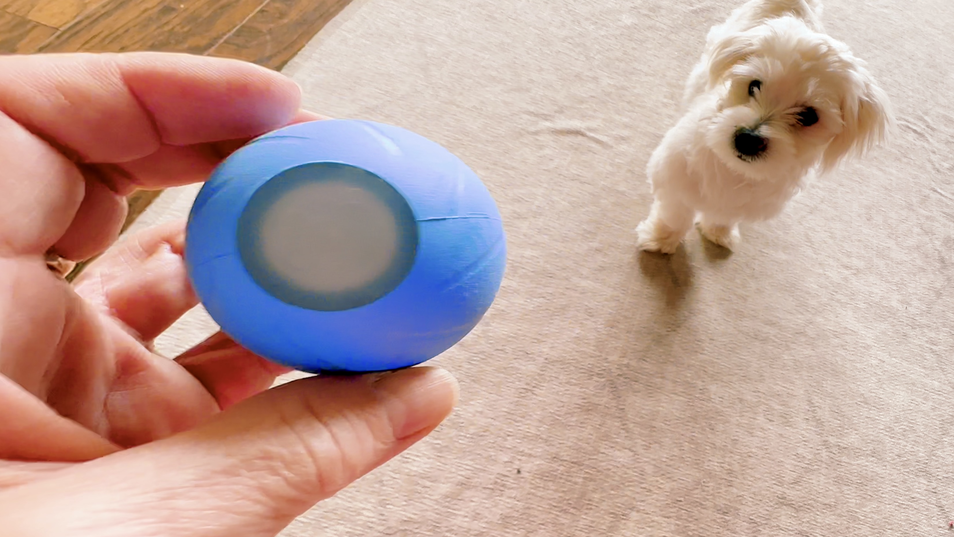 Will Puppy Love the Cheerble Smart Interactive Dog Toy?