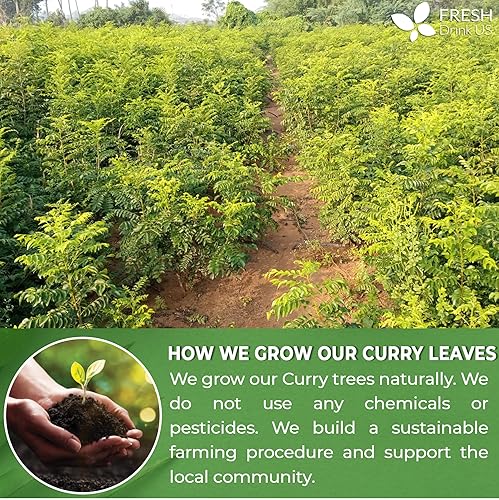 Miniatura 4 de FreshDrinkUS, Hojas de curry prémium de 0.9 onzas, hojas secas enteras, 100% naturales, hojas de curry puro, hechas a mano, artesanales, especias