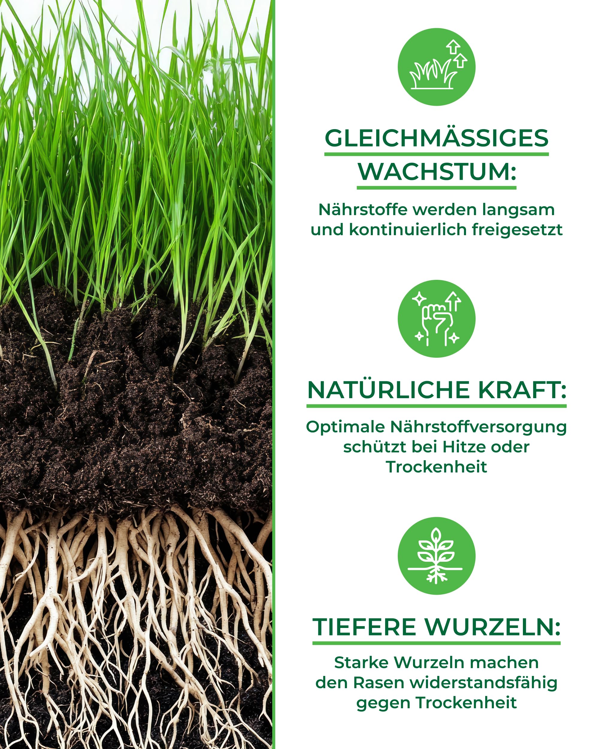 Bio Rasendünger Frühjahr & Sommer TESTSIEGER Made in Germany – 2,5kg für 100qm - Organischer Rasendünger Bio für gesunden Boden & sattgrünen Rasen - Dünger Rasen, Frühjahrsdünger