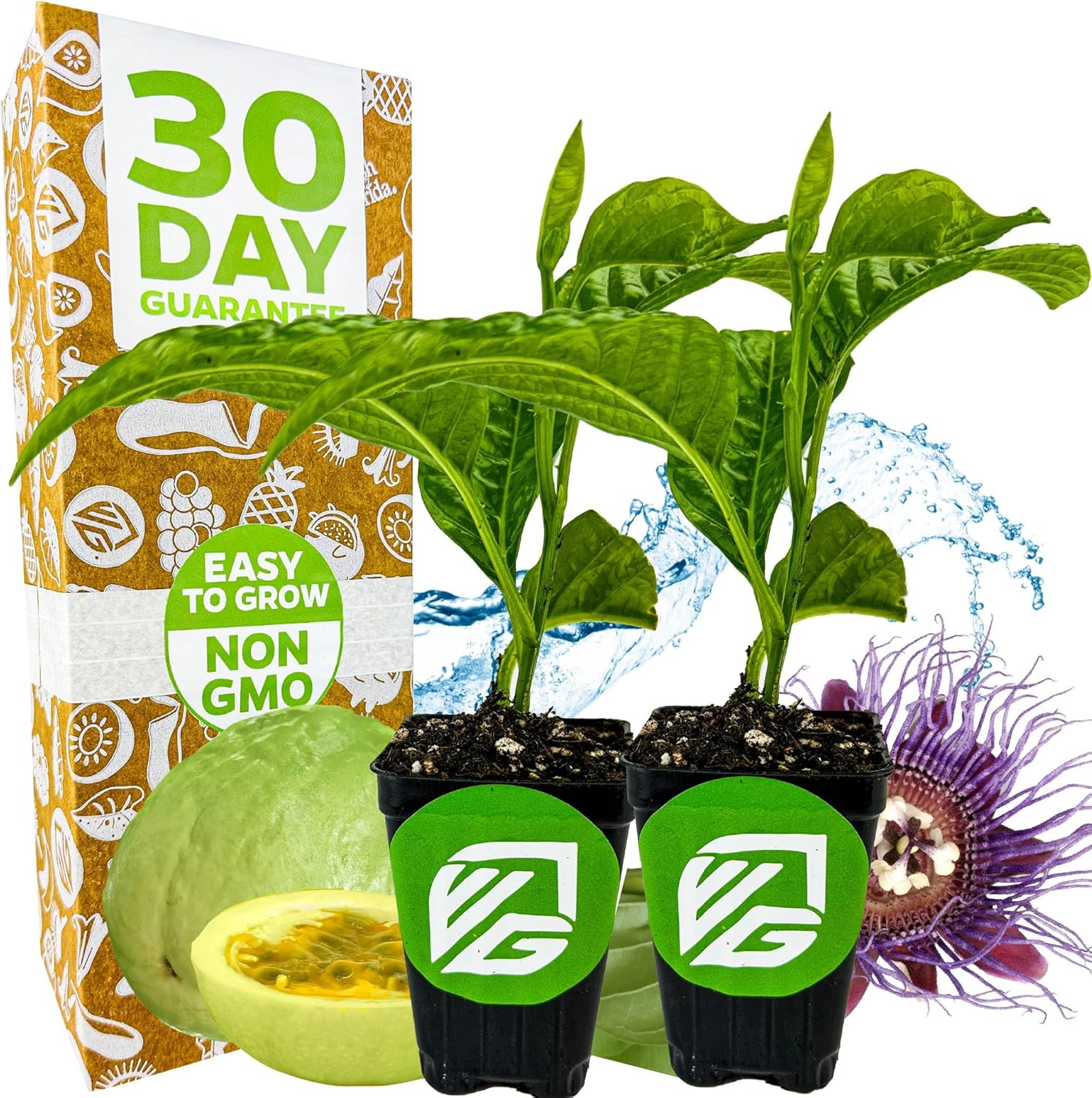 Bounty Passion Fruit Plant Vine – Passiflora by Wellspring Gardens – Sweet, Juicy Fruit – Fast-Growing & Vigorous – Great for Trellises, Fences & Containers (2-Pack)