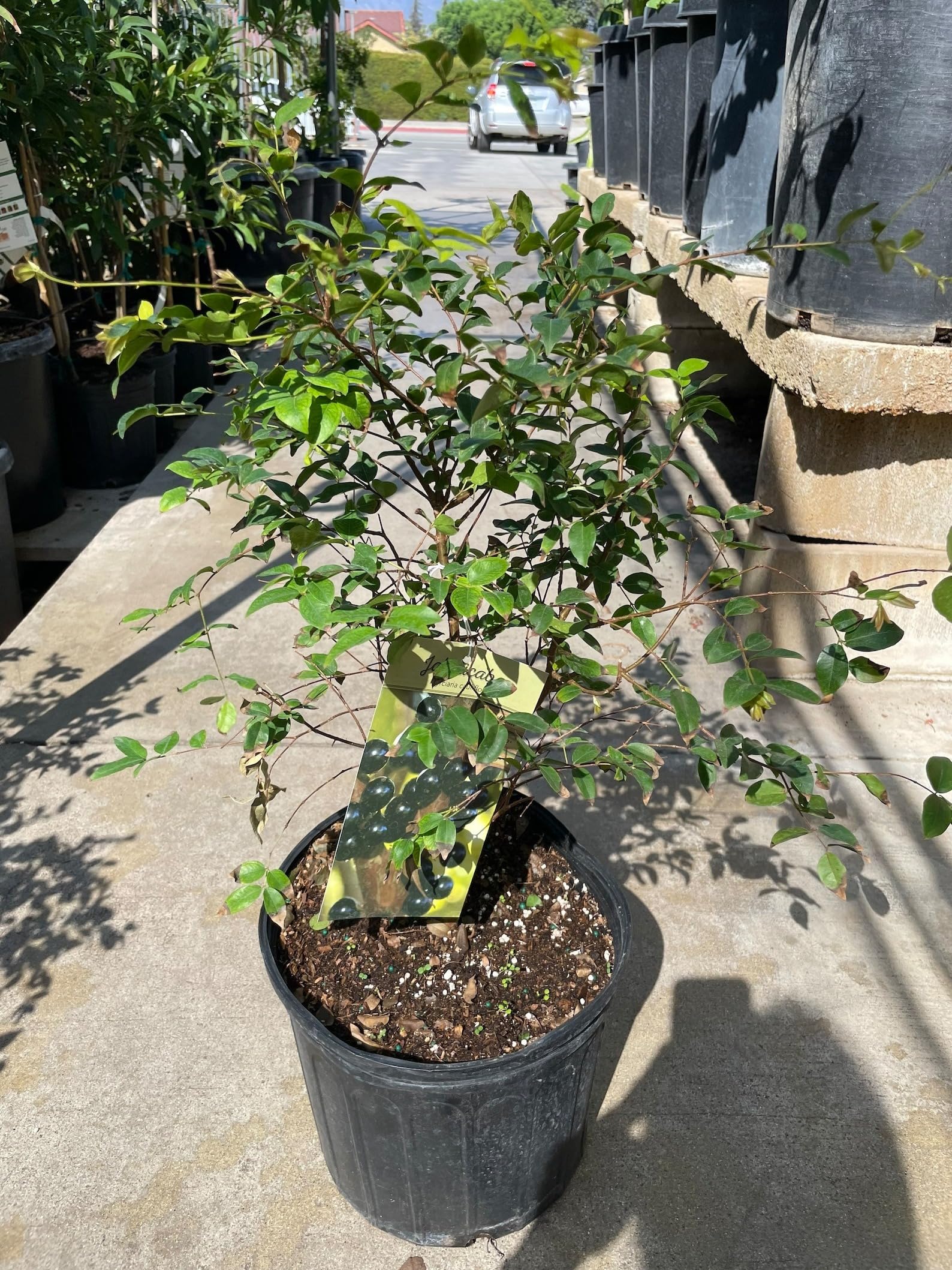 Mphmi Fruit Plant Jabuticaba Plinia cauliflora Brazilian Grape Tree Exotic Fruit 1 Helathy Live Plant (B08T5SBZYX) Amazon Price History, Amazon Price Tracker