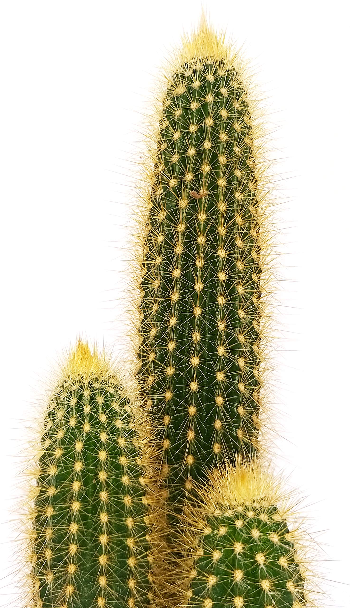 Pilosocereus Glaucescens - Cactus Colonnare Vero In Vaso 14cm, Resistente E Facile Da Curare - 2