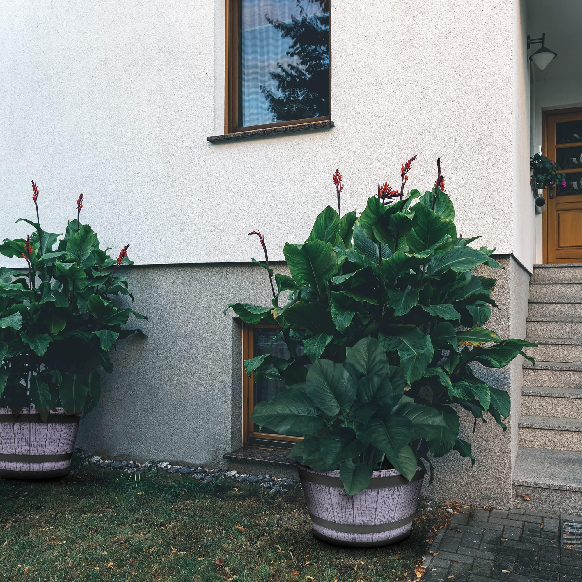 SG Traders Large Half Barrel Cask Planter, Indoor Plant Pot with Drainage Holes, Flower Pots Outdoor Garden Planters - Image 4