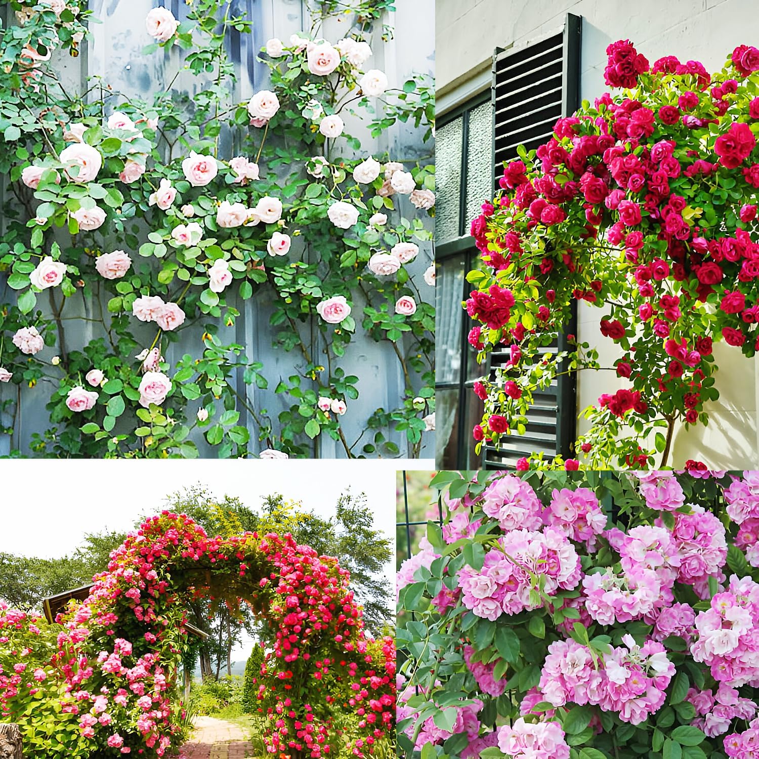 Imported Climbing Rose Flower seeds Multicolours For Home, office