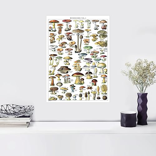 Miniatura 5 de Palace Learning Juego de 2 pósteres de suculentas y cactus y hongos vintage, tabla de referencia de cactus y micología (laminado, 18 x 24)