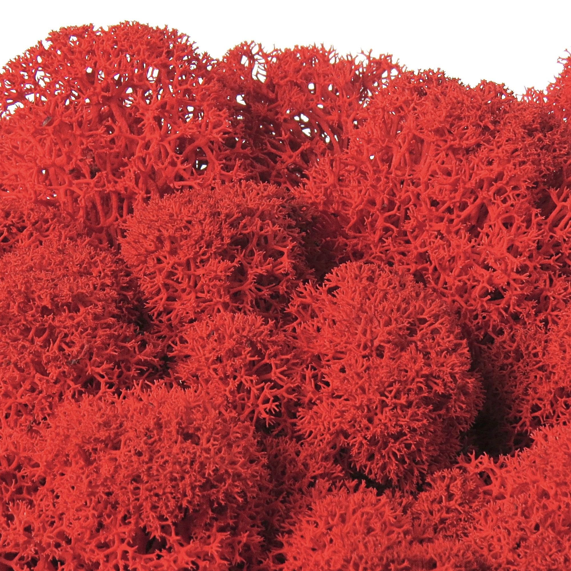 Lichene stabilizzato Sfuso colorato - Muschio Nordico Decorativo 100% Naturale e Vero - Muschio di Renna - Muschio d'islanda - Moss - Preserved Moss - Hobby e Fai da Te (Rosso, 200 gr)