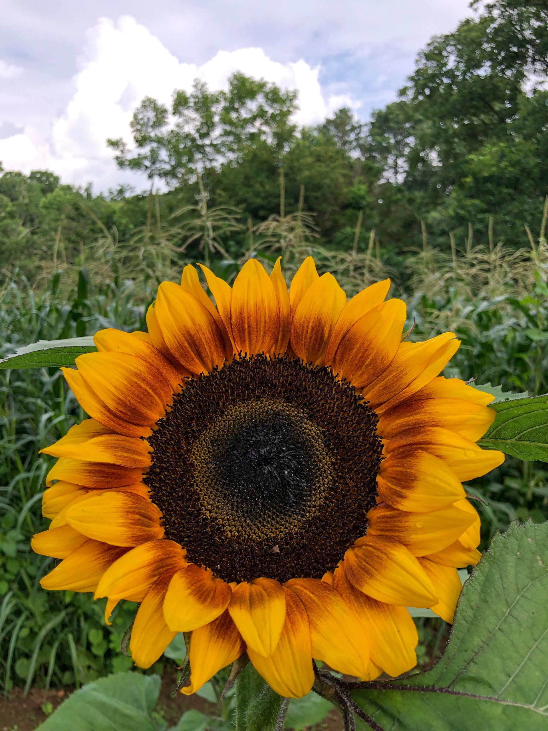 Big sunflower seeds for planting, High germination (10 seeds) (B0CM3J8L7T) Amazon Price History, Amazon Price Tracker