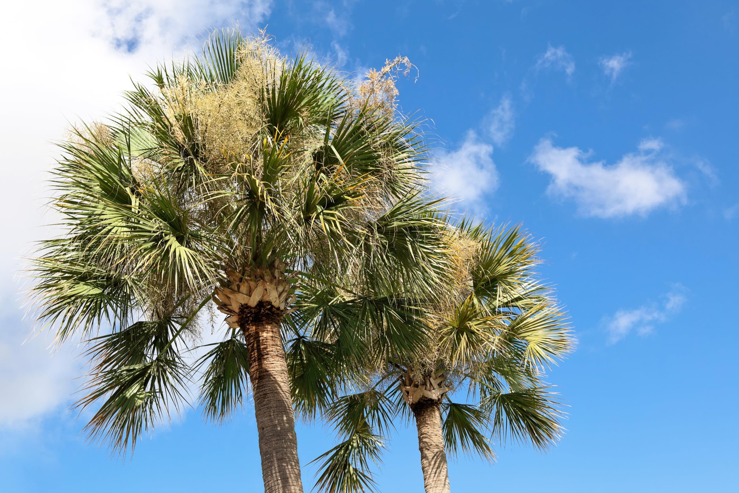 10 Hardy Sabal Palm Tree Cabbage Palmetto Flower Seeds | Hardy, Cabbage Palmetto, Flower Seeds