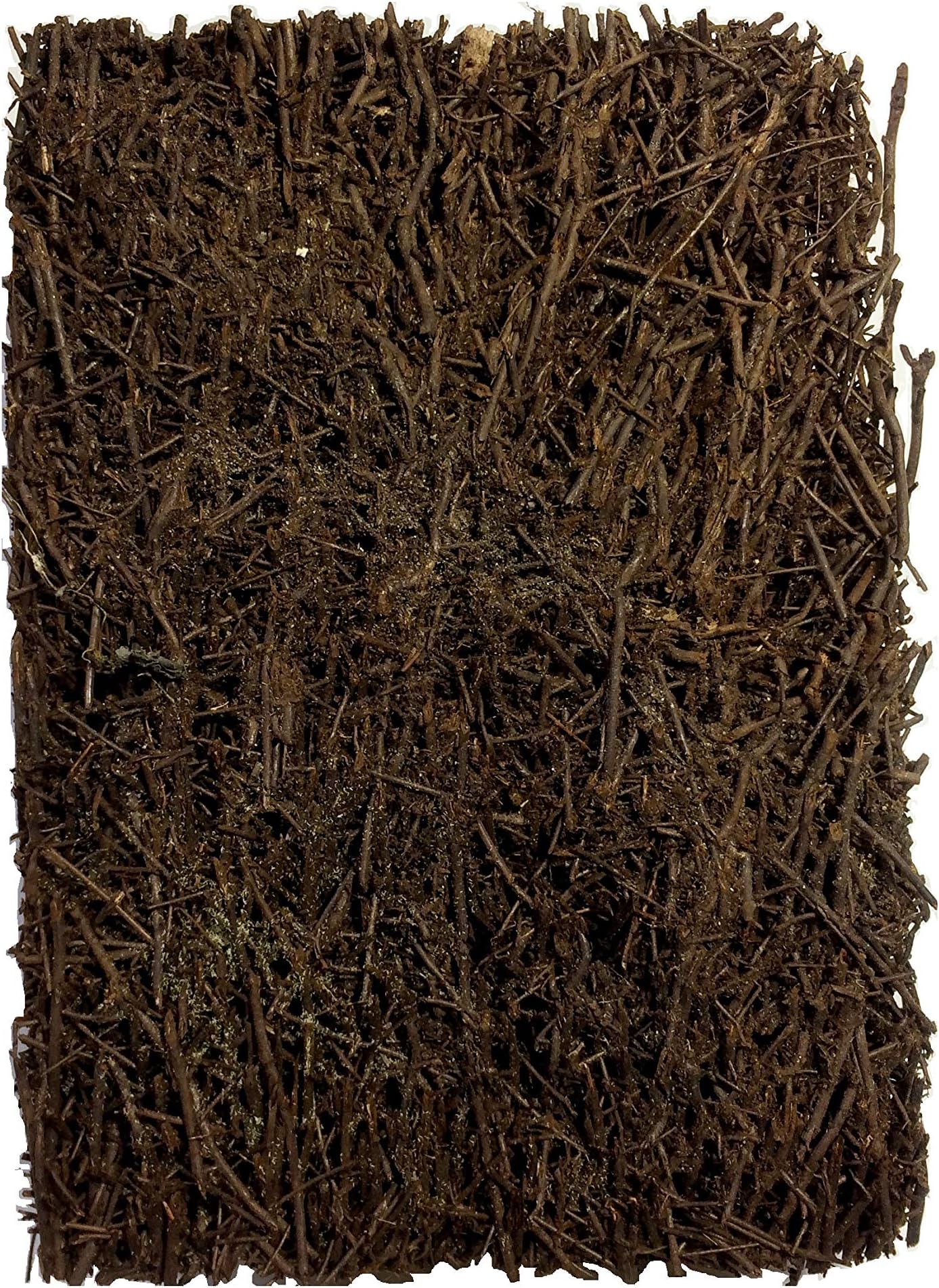 Fern Block Best Uses for Orchid Hanging I Orchid Growing I Vanda Hanging I Light Weight I Size 6 x 4 x 1 Inches I 100% Natural Product