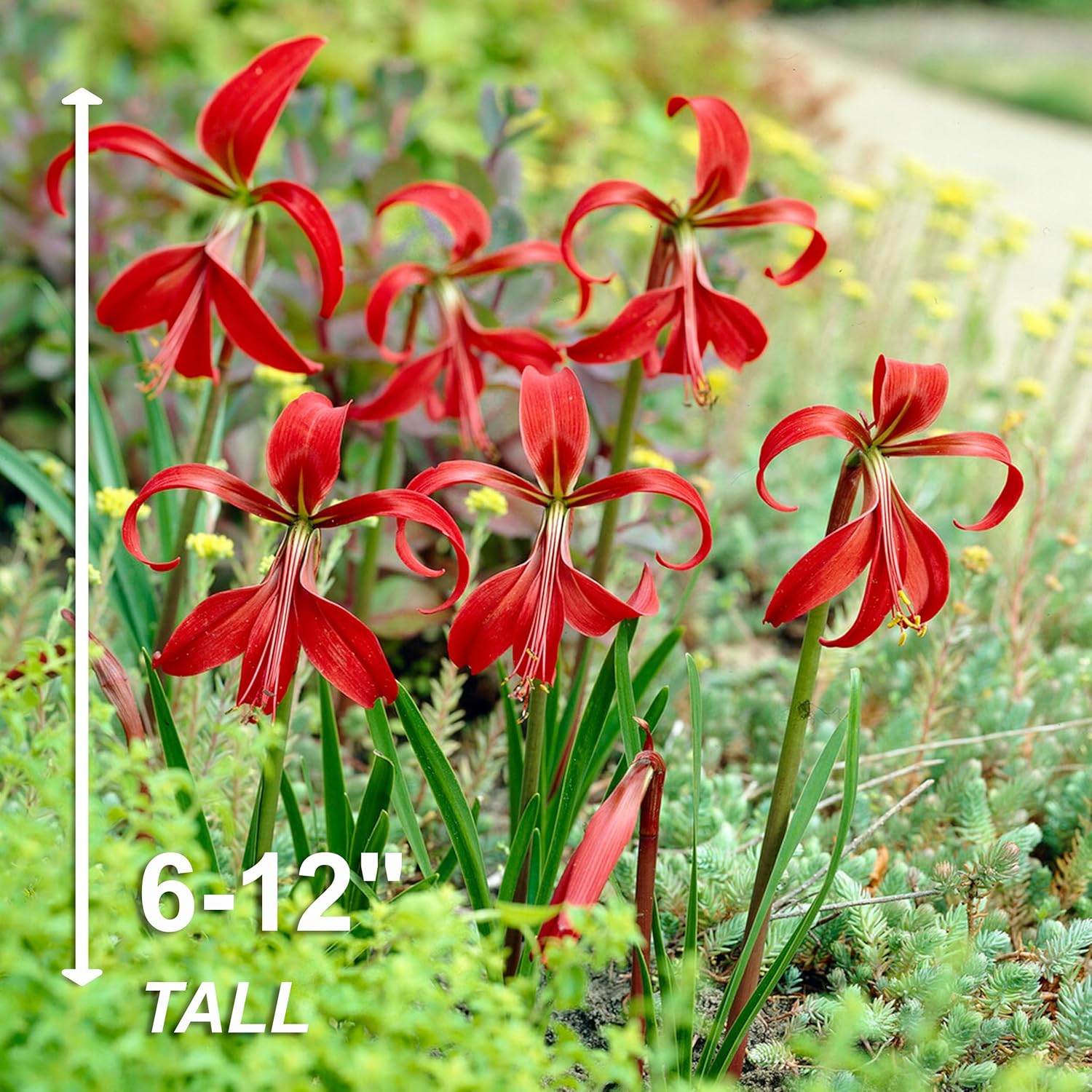Garden State Bulb Red Aztec Lily, Sprekelia Formosissima Flower Bulbs, 16/18cm, Spring Planting (Bag of 10)