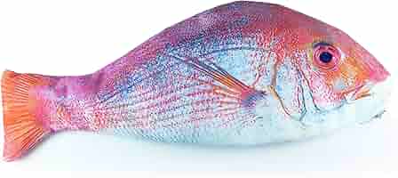 おさかなさんページ Amazon | オルルド釣具 おさかなさん 魚型 ポーチ 小物入れ ペン