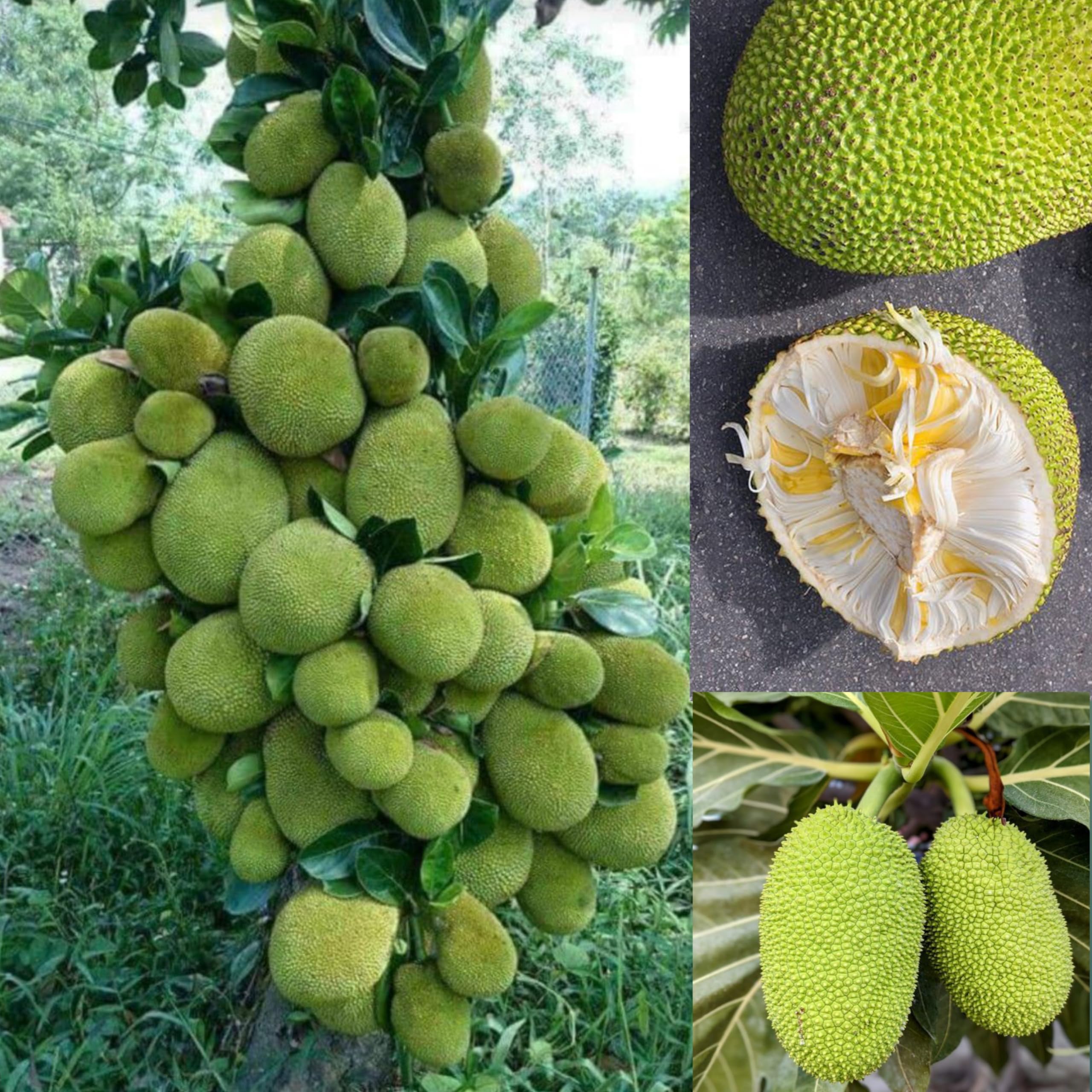 Eroanvia Combo 2 Seedless Gumless Malaysian Jackfruit Plant Hybrid Grafted All Seasons Green Variety Varikka Chakka Fruit Healthy Grafted Live Plant For Home Garden All Time Jackfruit Tree (B0CH8LHFT5) Amazon Price History, Amazon Price Tracker