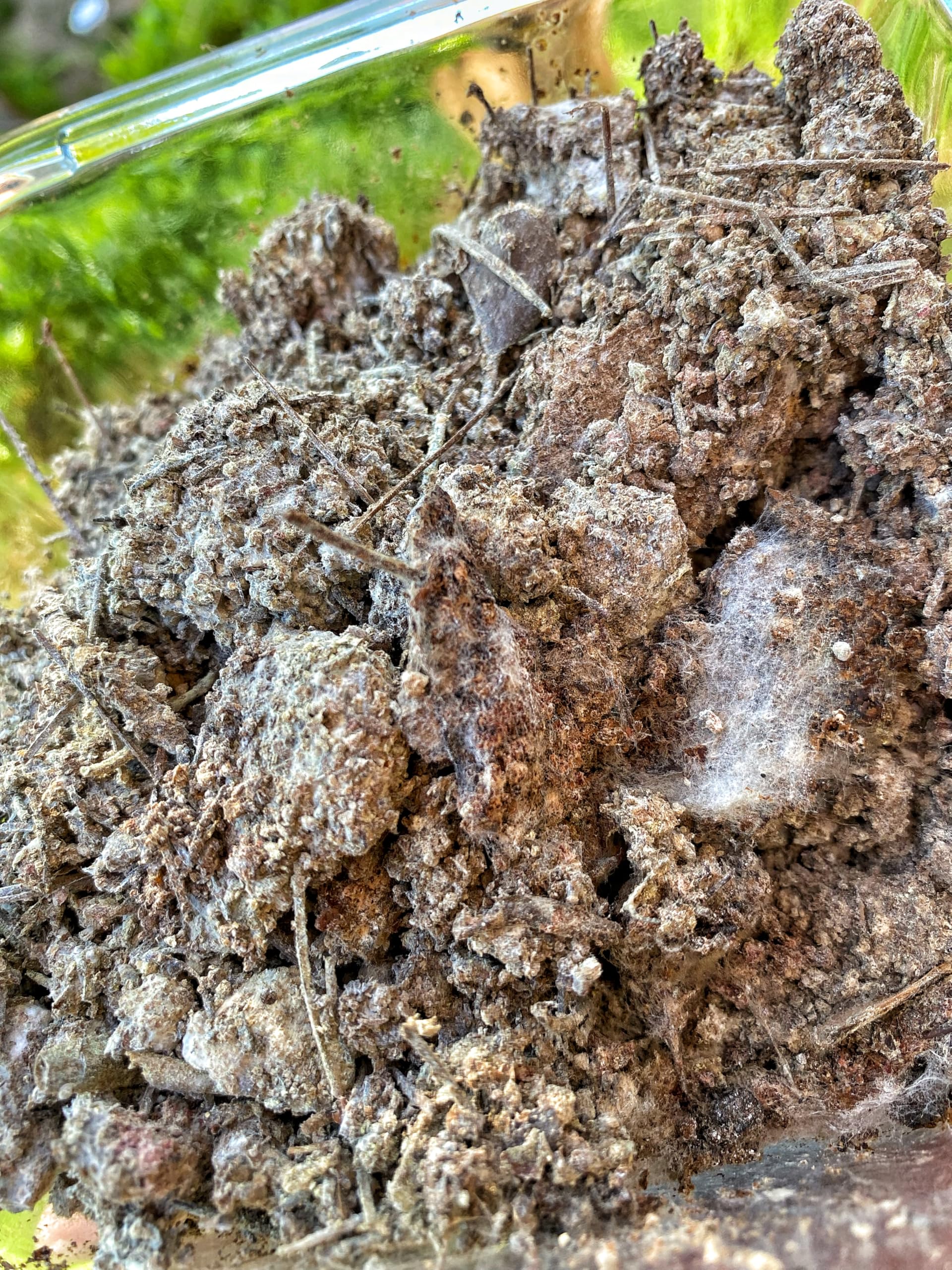 IMO 4 Indigene Mikroorganismen 250g - Erhöht die mikrobielle Vielfallt im Living Soil - Steigert Qualität und Ertrag