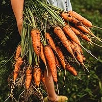 Vista 5 de Zanahoria Chantenay - 150 semillas - Variedad tradicional y polinizada abierta, semillas de vegetales sin OMG para plantar en interiores