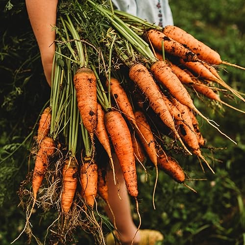 Miniatura 5 de Zanahoria Chantenay - 150 semillas - Variedad tradicional y polinizada abierta, semillas de vegetales sin OMG para plantar en interiores o