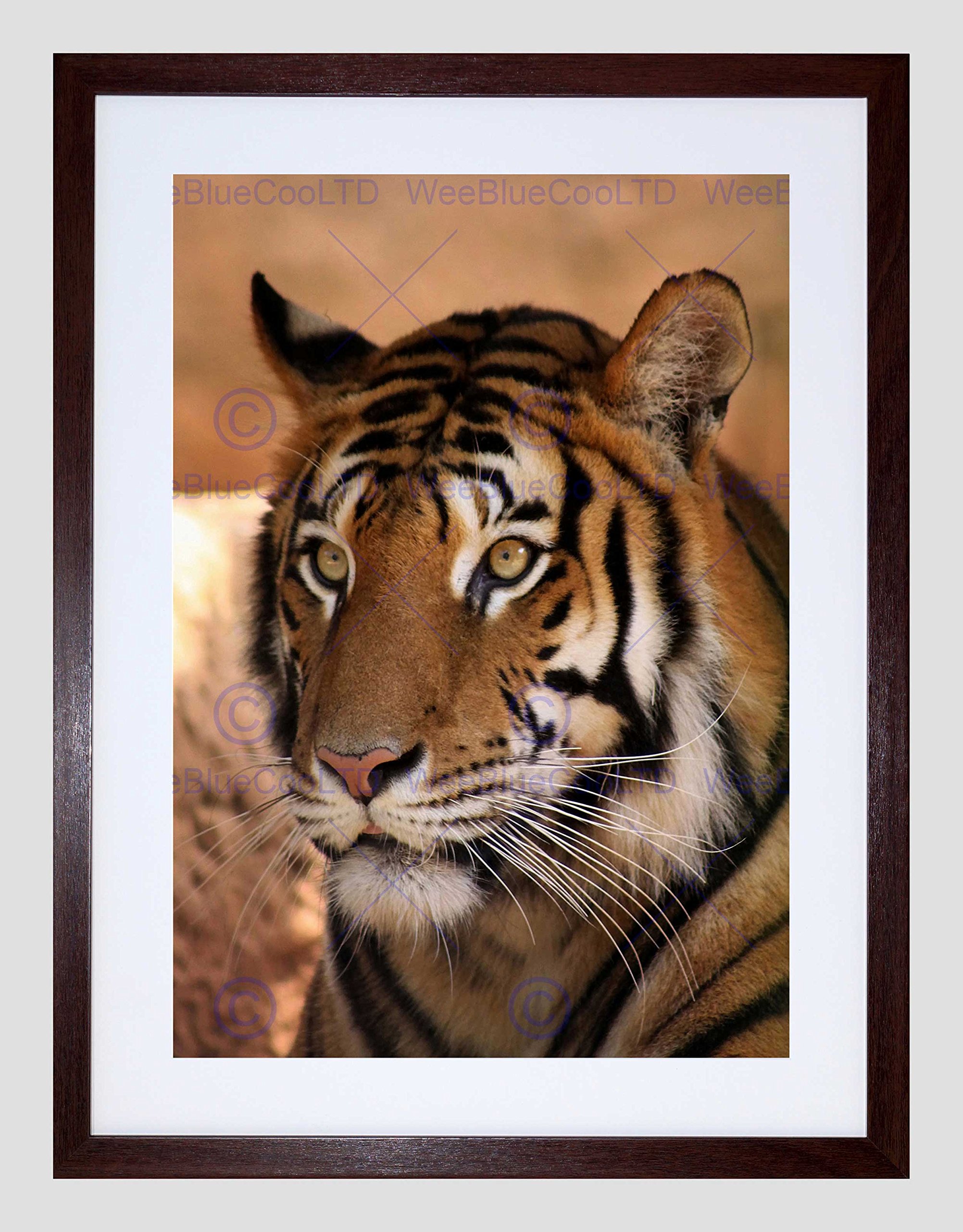 Wee Blue Coo Tiger Animal Nature Cat Art Framed Wall Art Print