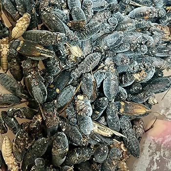 Amazon | 冷凍コオロギ ミックス イエコ クロコ レオパ ss m l