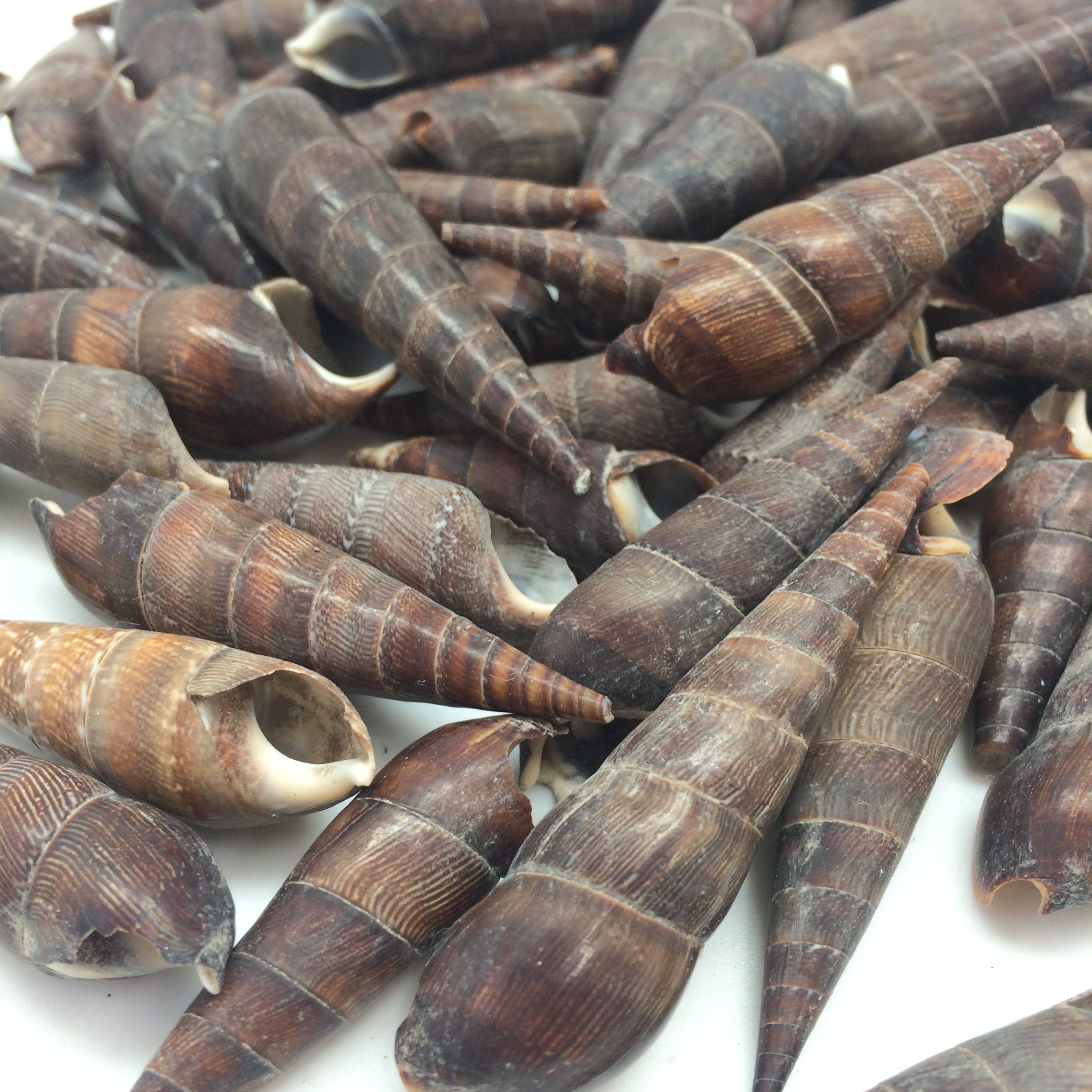 PEPPERLONELY Black Terebra Sea Shells, 8 OZ Approx. 65+PC Shells, 1-1/4 Inch ~ 2-1/4 Inch