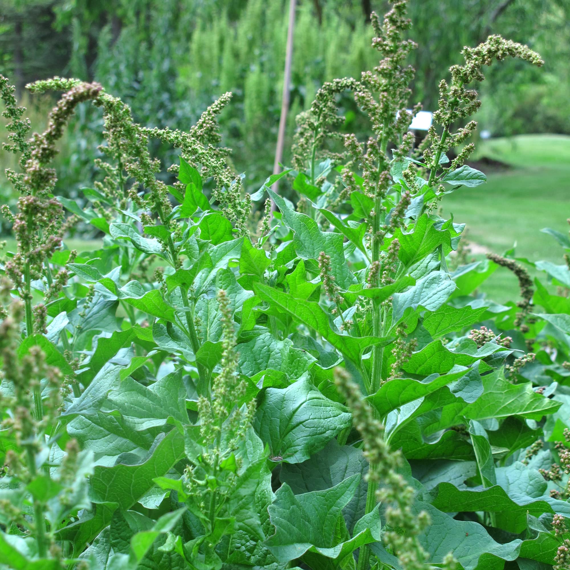 Good Henry (Chenopodium bonus-henricus) 200 nasion Dziki szpinak
