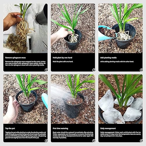 Miniatura 7 de Plantas vivas de interior - Orquídeas Cattleya con flores grandes y fragancia fuerte, un regalo para los amantes de la jardinería (BLC Orange Nugget)