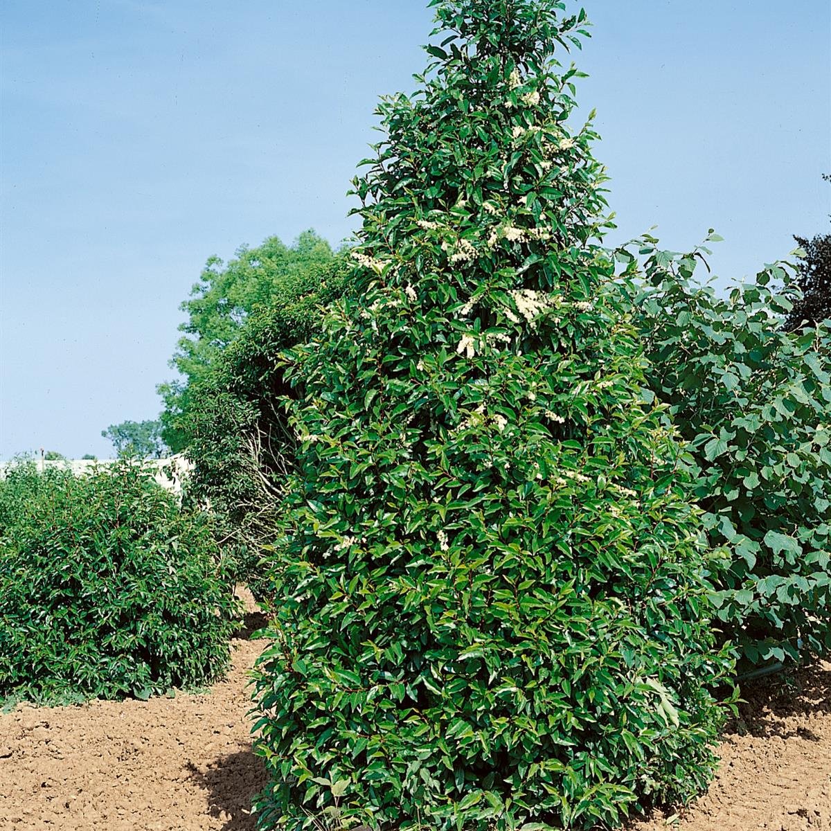 Dominik Blumen und Pflanzen, Portugiesischer Kirschlorbeer, Prunus  lusitanica, 1 Pflanze, 40 - 60 cm hoch, 3 Liter Container, immergrn,  winterhart : Amazon.de: Garten
