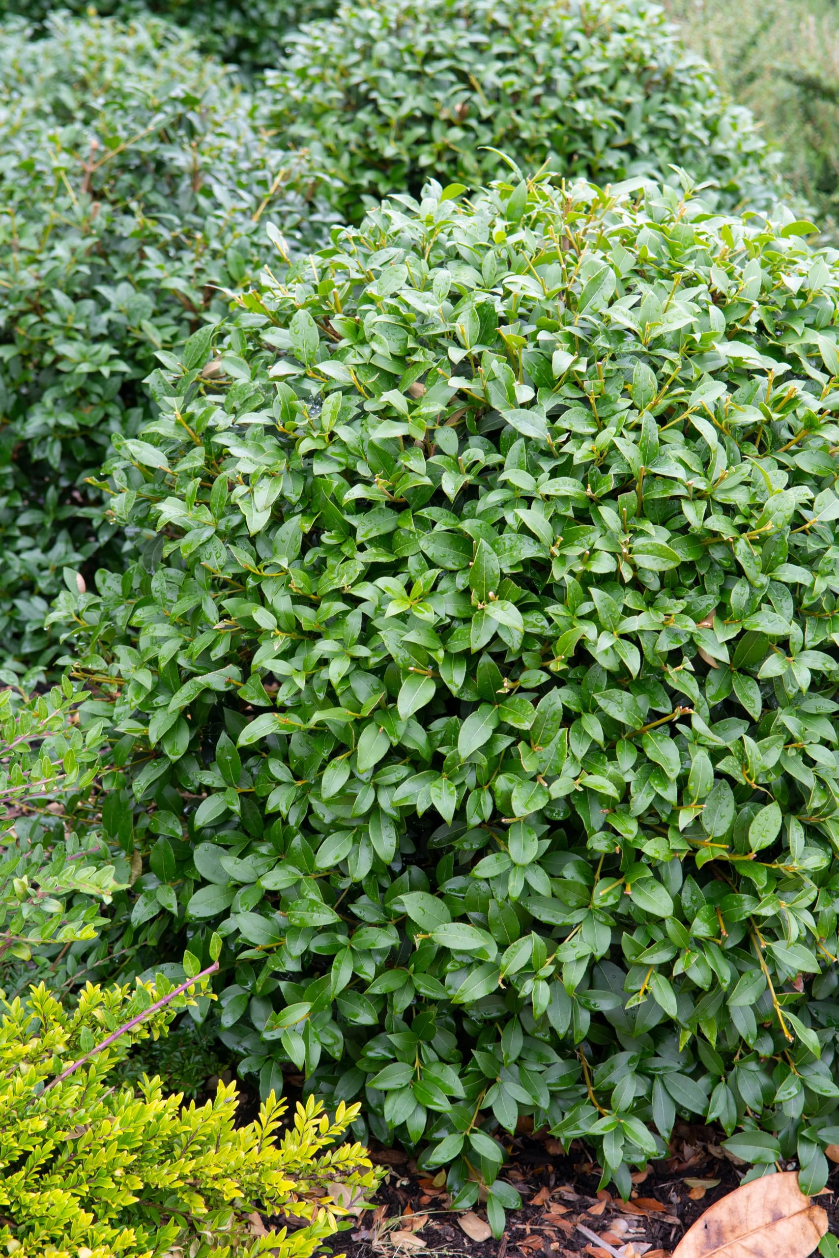 Stauden Gänge 10 x Osmanthus burkwoodii Frühlingsduftblüte winterhart