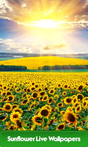 Sunflower Live Wallpapers