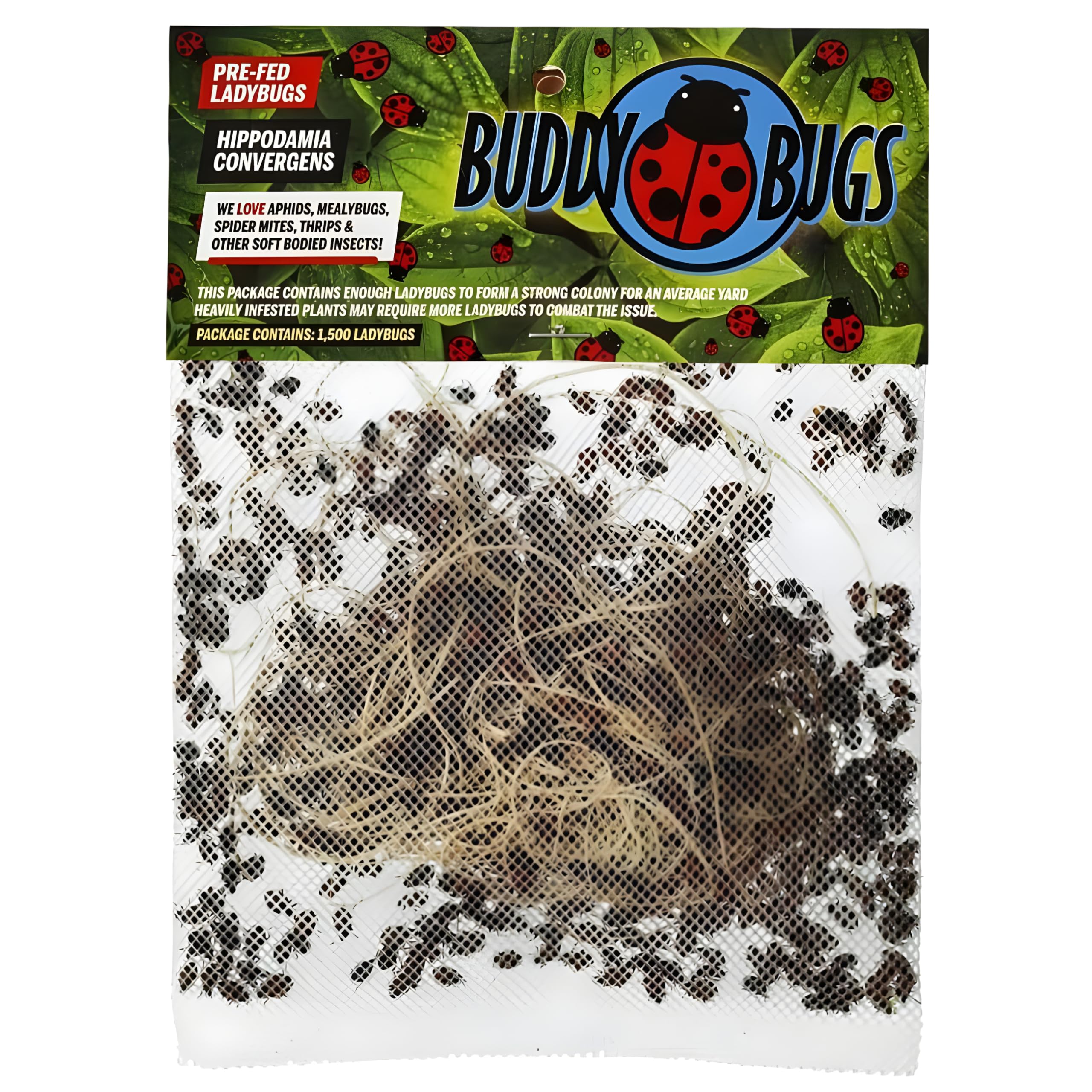 1500 Pre-Fed Live Ladybugs for Aphid Control | Hippodamia Convergens | Guaranteed Live Delivery