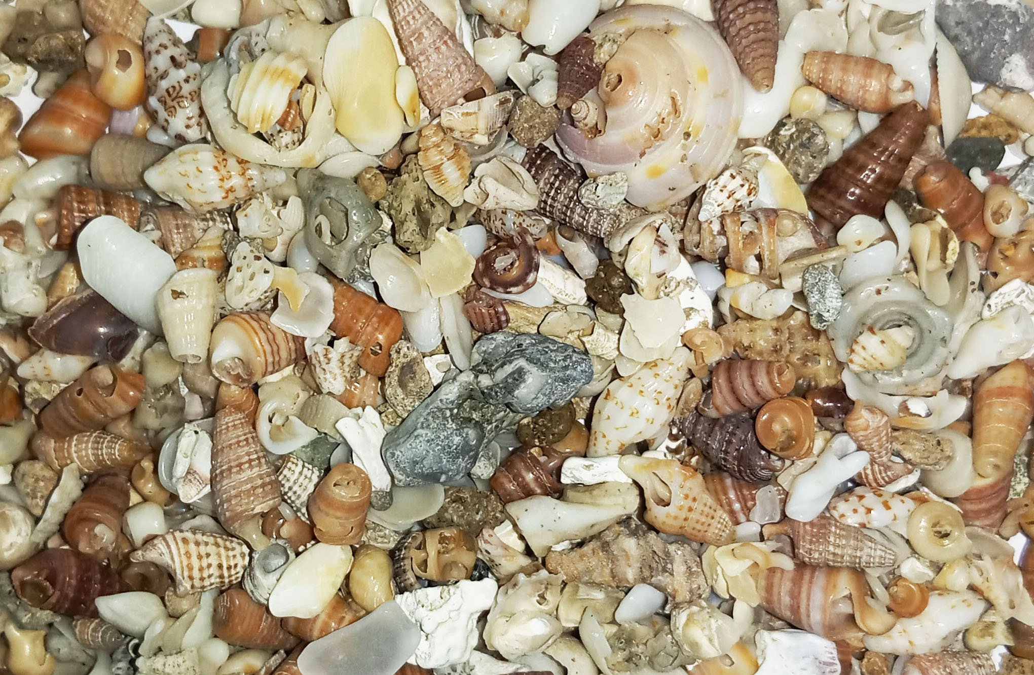 Maalavya Reef Crush Substrate Sand 1kg|Soil Stone Gravel Pebbles (B0772QQY7M) Amazon Price History, Amazon Price Tracker